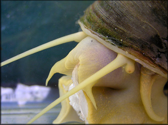 Pomacea canaliculata (Lamarck, 1822) Feeding On Lettuce