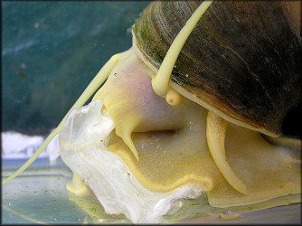 Pomacea canaliculata (Lamarck, 1822) Feeding On Lettuce