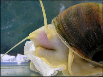 Pomacea canaliculata (Lamarck, 1822) Feeding On Lettuce