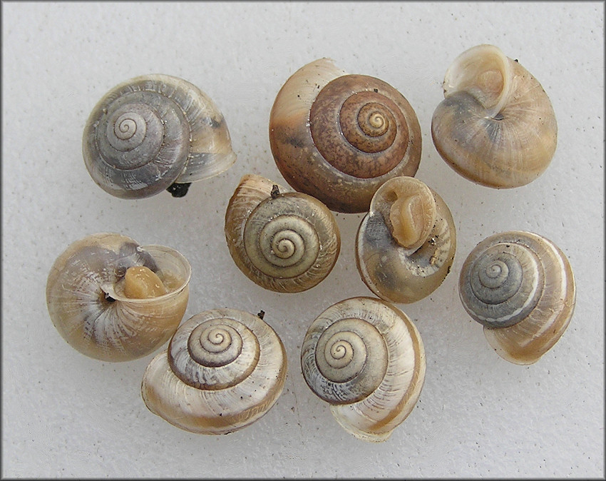 Praticolella mexicana K. Perez, 2011 "Peripatetic Scrubsnail"