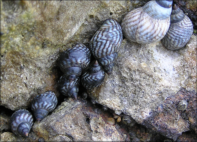 Echinolittorina placida Reid, 2009 Interrupted Periwinkle