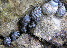 Echinolittorina interrupta (Philippi, 1856) Interrupted Periwinkle