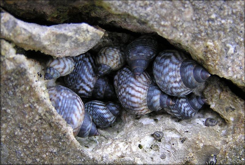 Echinolittorina placida Reid, 2009 Interrupted Periwinkle