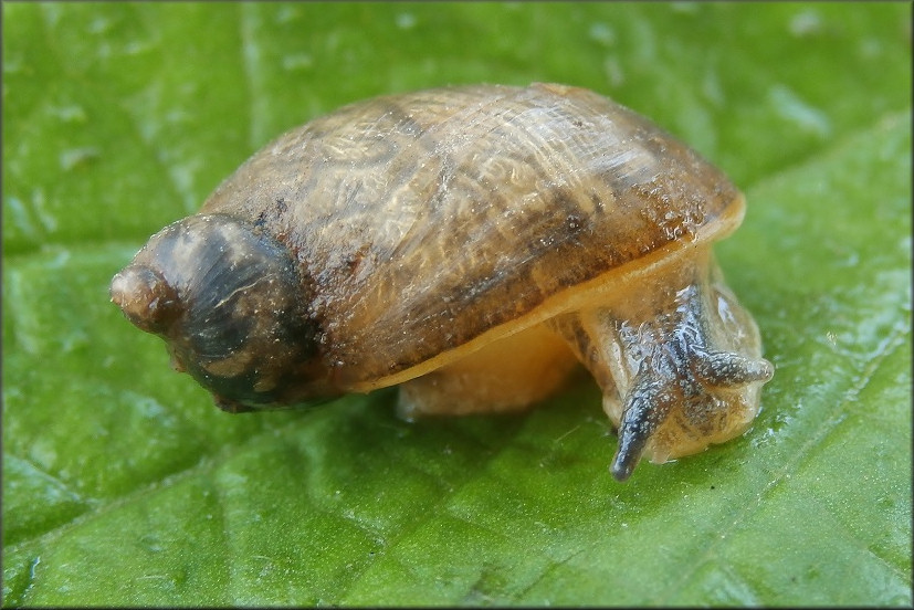 Novisuccinea ovalis (Say, 1817) Oval Ambersnail