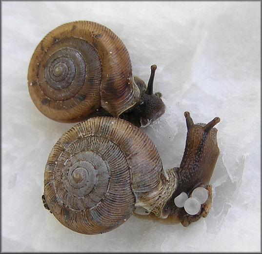 Daedalochila auriculata Laying Eggs