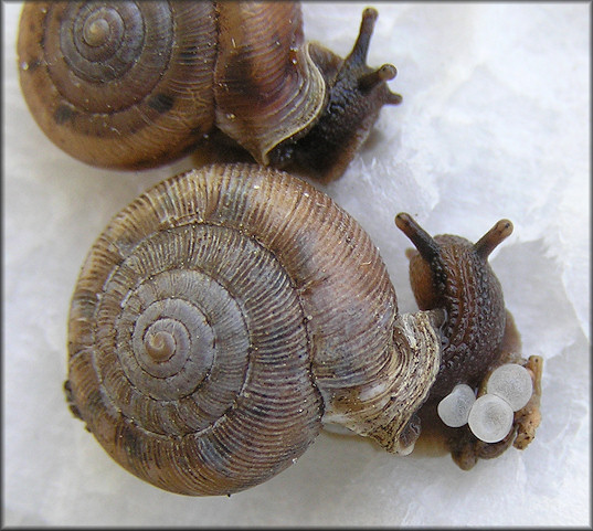 Daedalochila auriculata Laying Eggs