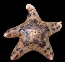 Pteraster tesselatus Ives, 1888 Slime Star 