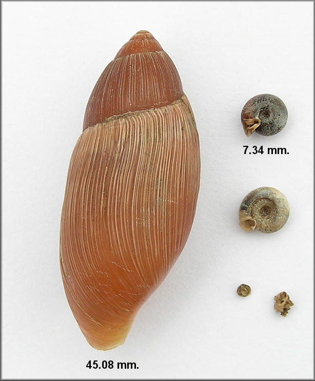 Euglandina rosea (Frussac, 1821) Predation On Daedalochila sp. aff. hausmani (Jackson, 1948)