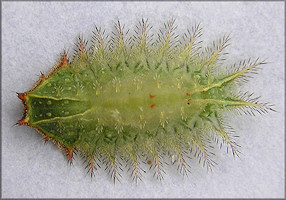 Crowned Slug Moth Caterpillar [Isa textula]
