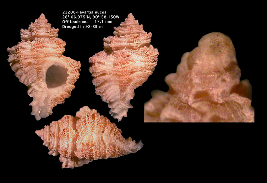 Favartia nucea (Mrch, 1850)