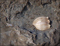 Busycon perversum (Linnaeus, 1758) In Situ