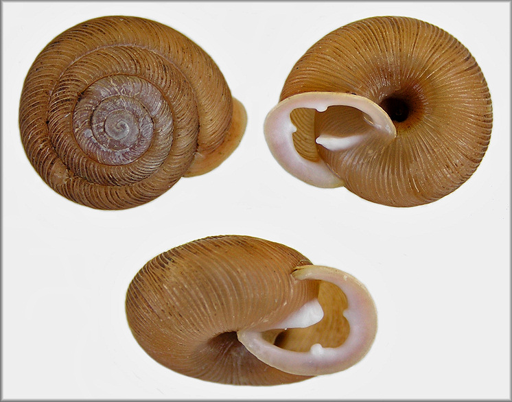Triodopsis juxtidens (Pilsbry, 1894) Atlantic Three-tooth