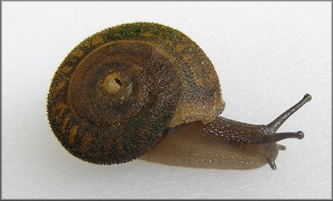 Xolotrema denotatum (Frussac, 1823) Velvet Wedge Juvenile