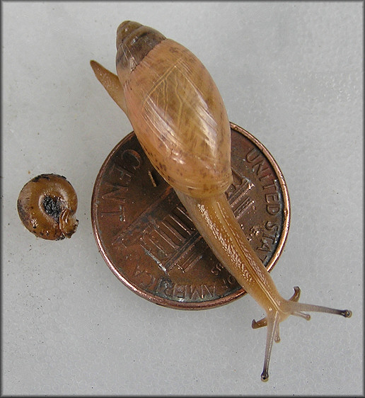 Euglandina rosea (Frussac, 1821) Feeding On Daedalochila avara (Say, 1818)
