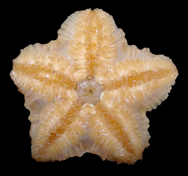 Pteraster species D "Zeus' Shield Star"