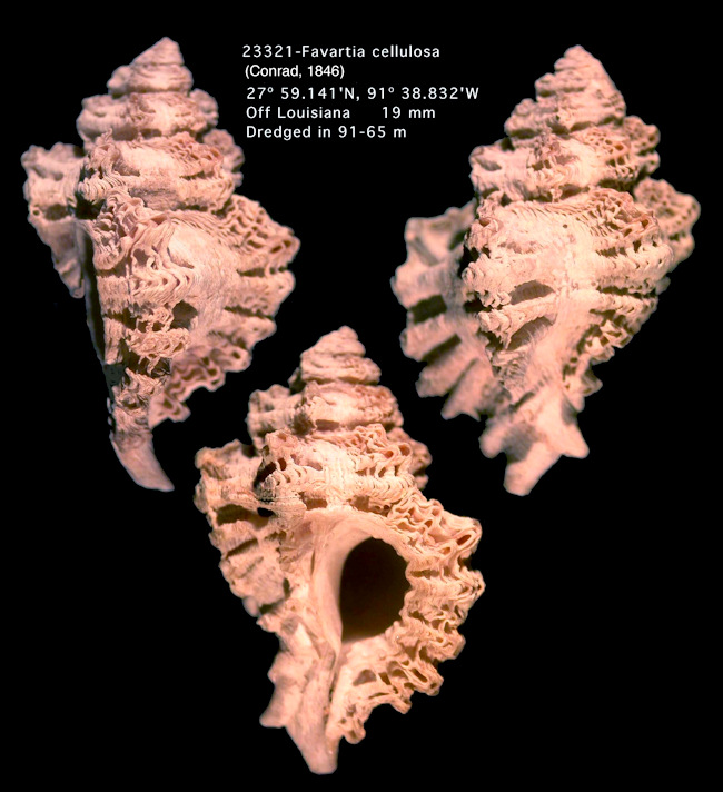 Favartia cellulosa (Conrad, 1846) 