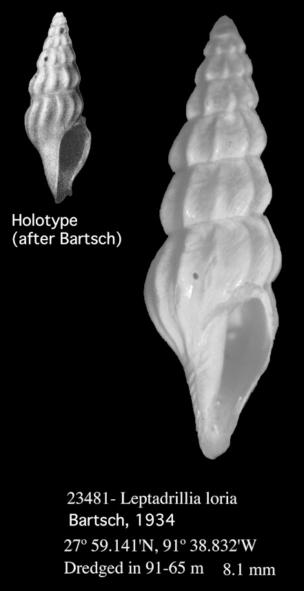 Leptadrillia loria Bartsch. 1934 