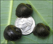 Pomacea paludosa (Say, 1829) Florida Applesnail Juveniles