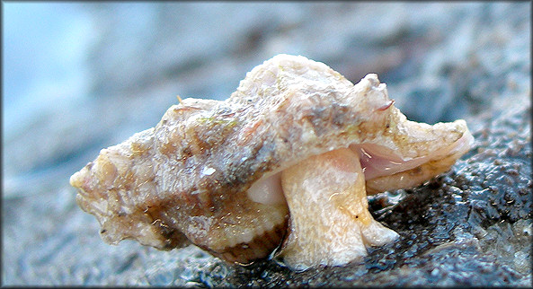 Vokesinotus perrugatus (Conrad, 1846) Gulf Oyster Drill