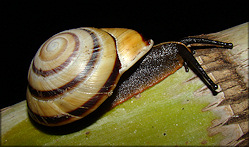 Caracolus marginella (Gmelin, 1791) Banded Caracol