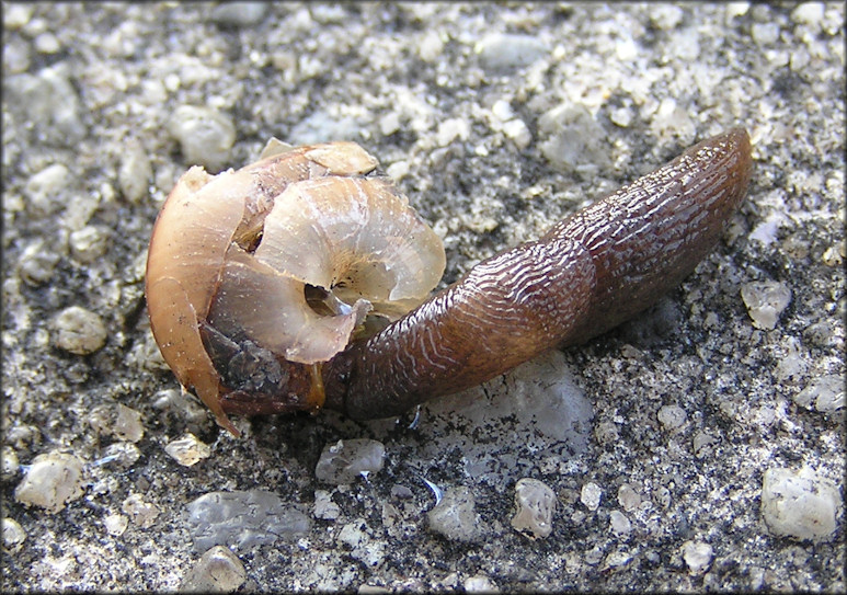 Deroceras laeve (Mller, 1774) Feeding On Deceased Bradybaena similaris