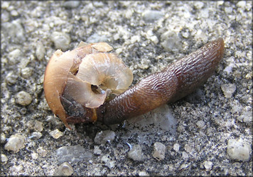 Deroceras laeve (Mller, 1774) Feeding On Deceased Bradybaena similaris