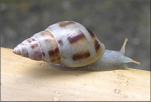 Drymaeus dormani (W. G. Binney, 1857) Manatee Treesnail