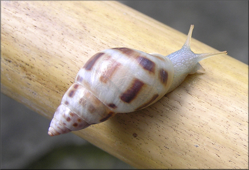 Drymaeus dormani (W. G. Binney, 1857) Manatee Treesnail