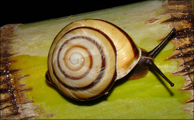 Caracolus marginella (Gmelin, 1791) Banded Caracol