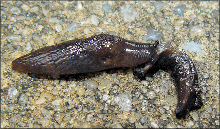 Deroceras laeve (Mller, 1774) Feeding On Deceased Member Of Its Own Species