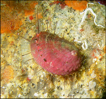 Haliotis rufescens Swainson, 1822 Red Abalone Juvenile