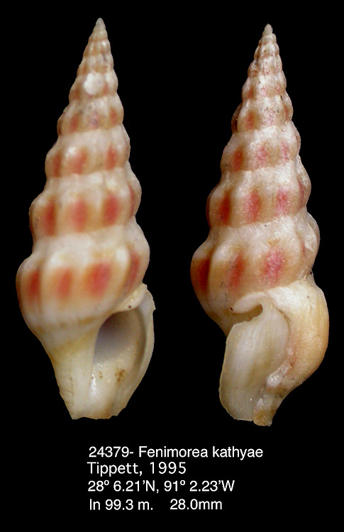 Fenimorea kathyae Tippett, 1995 