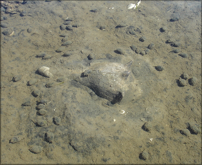 Busycon carica (Gmelin, 1791) In Situ