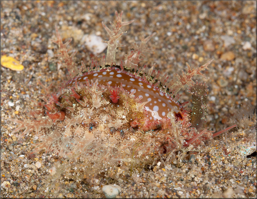 Naria labrolineata (Gaskoin, 1849)