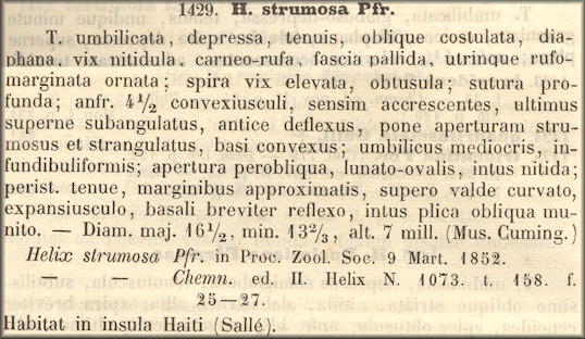 Helix strumosa original description