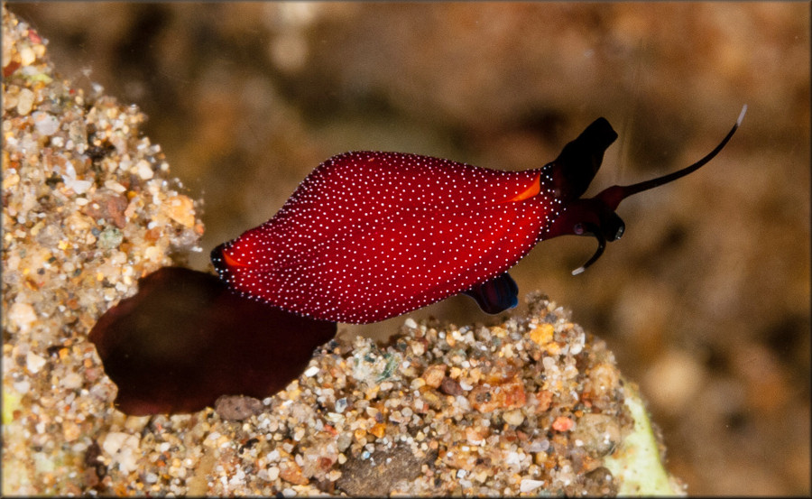 Cuspivolva species