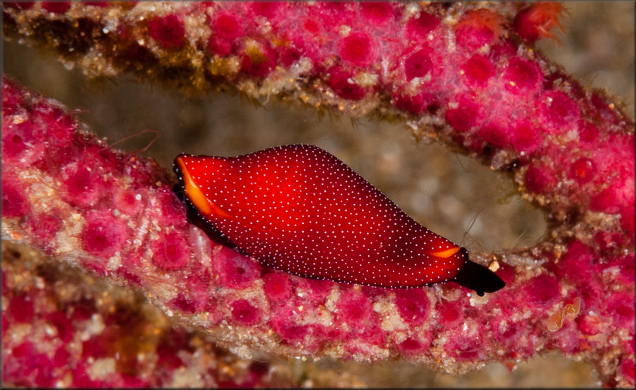 Cuspivolva species