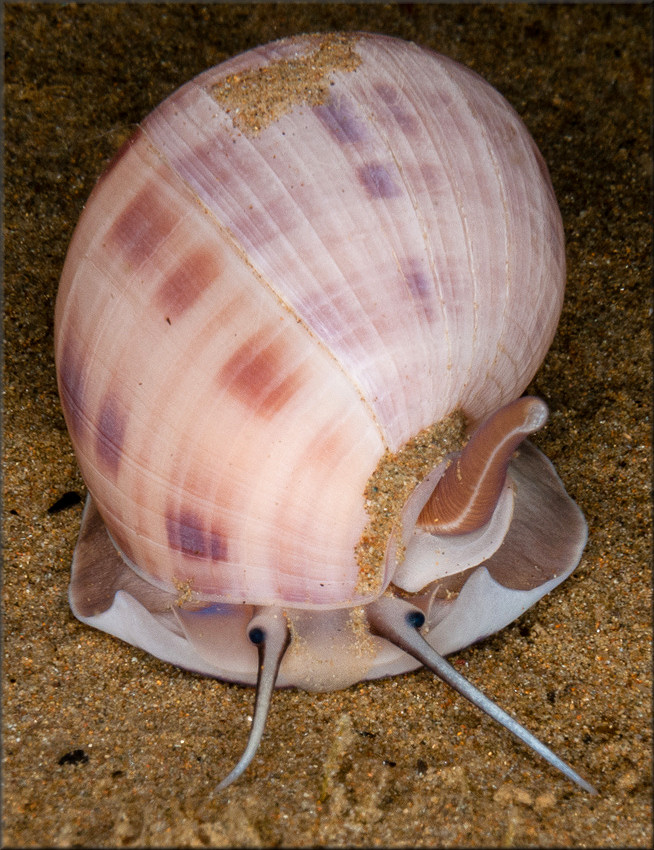 Semicassis bisulcata (Schubert and Wagner, 1829)