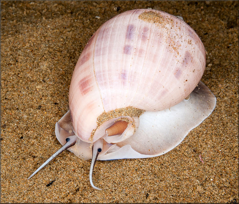 Semicassis bisulcata (Schubert and Wagner, 1829)