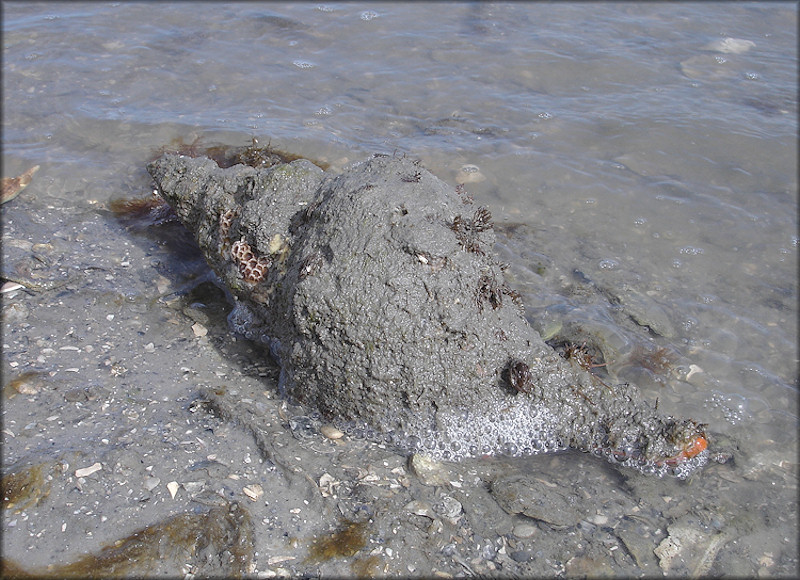 Triplofusus giganteus (Kiener, 1840) In Situ