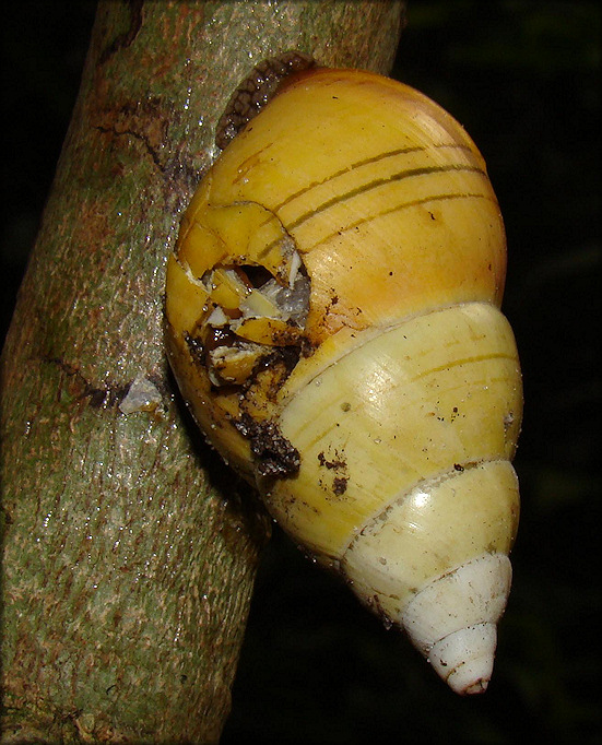 Liguus fasciatus Mller 1774 Florida Tree Snail Shell Damage