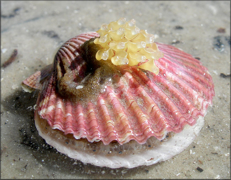 Vokesinotus perrugatus (Conrad, 1846) Gulf Oyster Drill Eggs