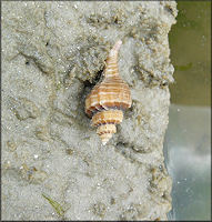 Eupleura caudata (Say, 1822) Thick-lip Drill In Situ