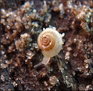 Hawaiia minuscula (A. Binney, 1841) Minute Gem