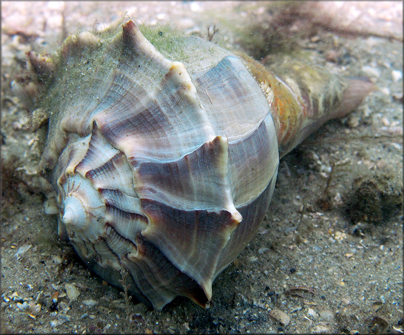 Busycon perversum (Linnaeus, 1758) In Situ