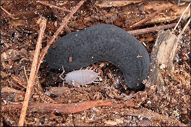 Belocaulus angustipes (Heynemann, 1885) Black-velvet Leatherleaf