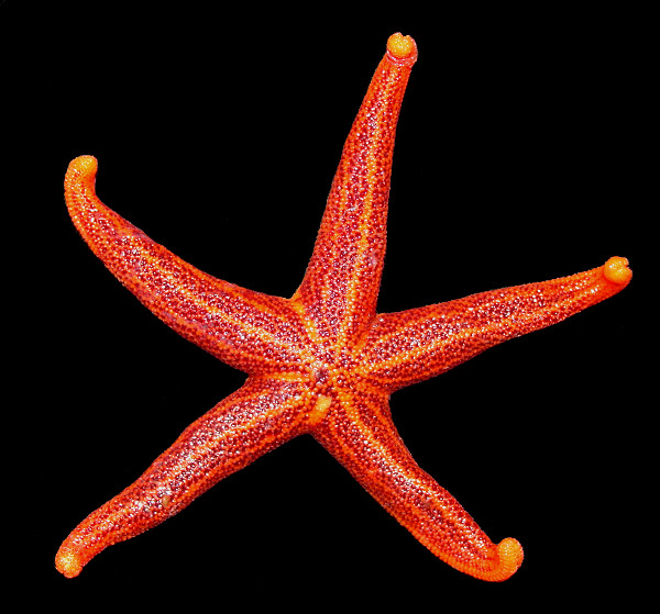 Henricia species A "Lined Blood Star"