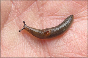 Deroceras laeve (Mller, 1774) Meadow Slug