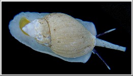 Volutopsius species B