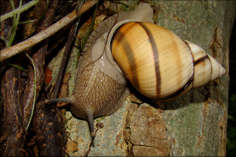 Orthalicus floridensis Pilsbry, 1891 Banded Tree Snail